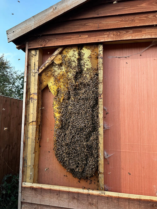 Honeybee Removal Service The Bee Biz