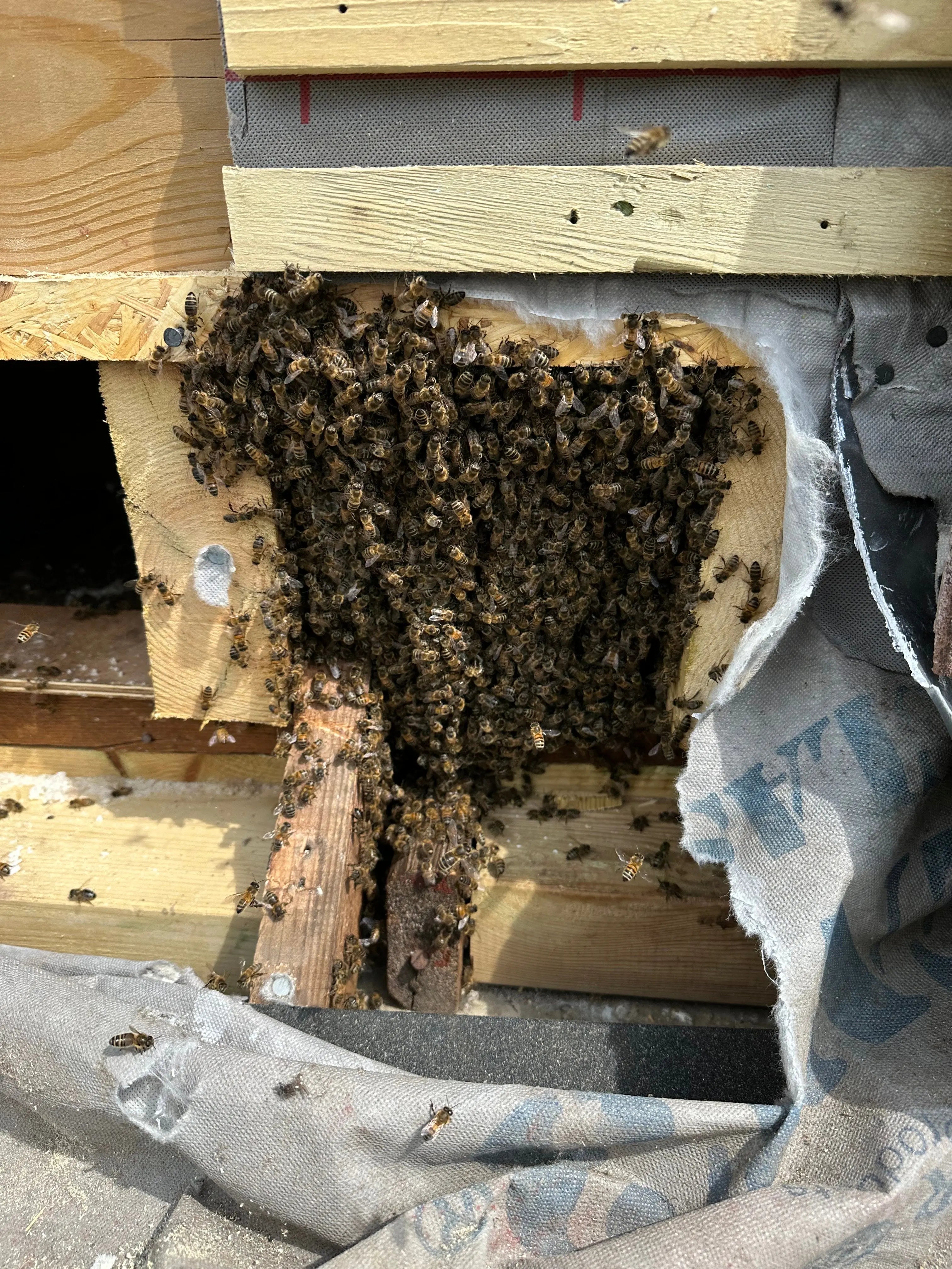 Honeybee Removal Service The Bee Biz