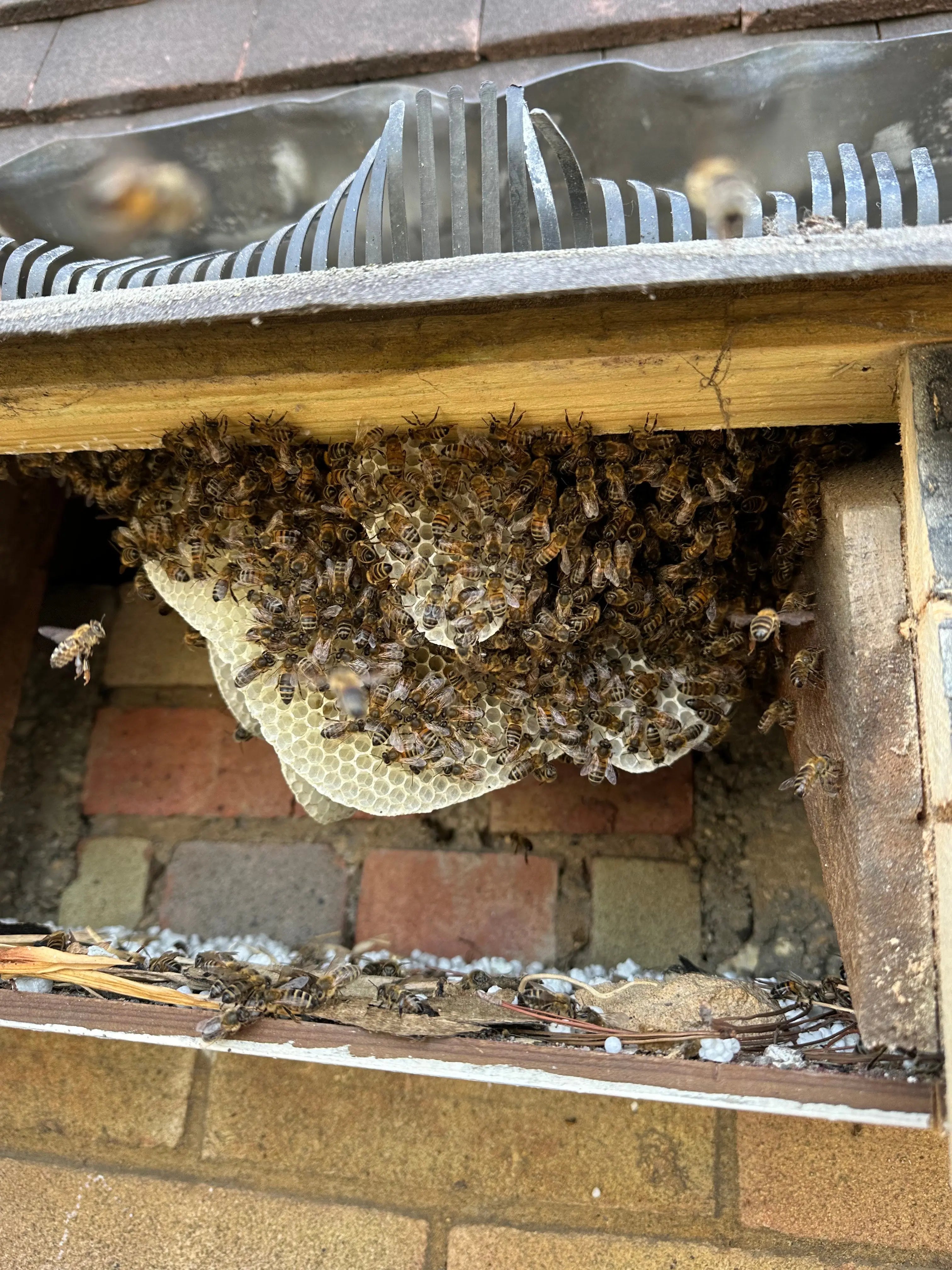 Honeybee Removal Service The Bee Biz
